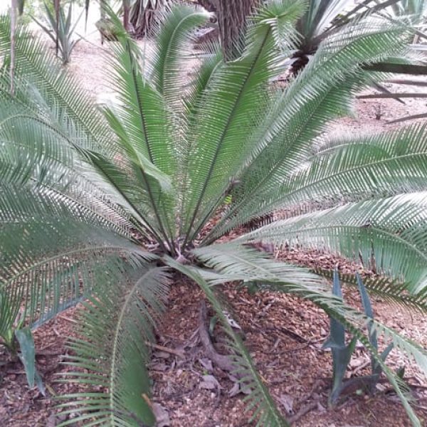 1488906476coontie-dioon-edule-form.jpg