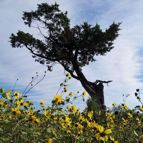 1488907294cedar-mountain-juniperus-ashei-form.jpg