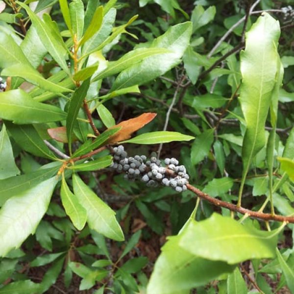 1488909384Wax-Myrtle-Myrica-cerifera-detail.jpg