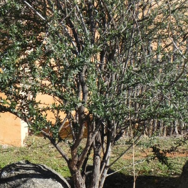 1488909857Whitebrush-Aloysia-gratissima-form-Enchanted-Rock.jpg