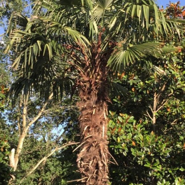 1488910035Windmill-palm-Trachycarpus-fortunei-form.jpg