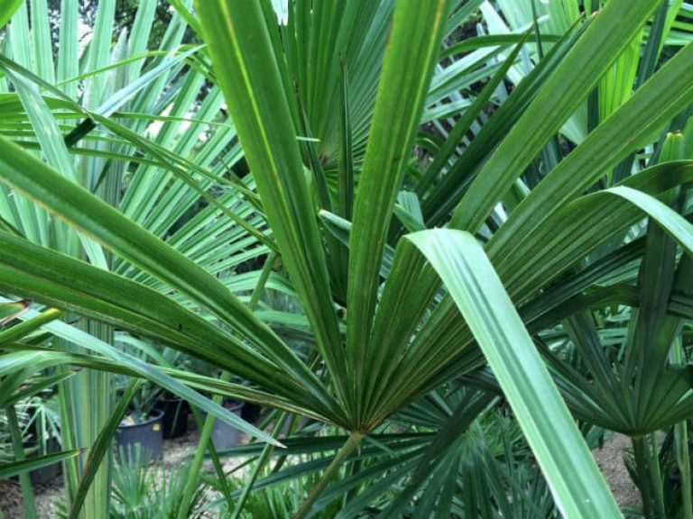 1488910045Windmill-palm-Trachycarpus-fortuneii-detail-leaf-blades-folding.jpg