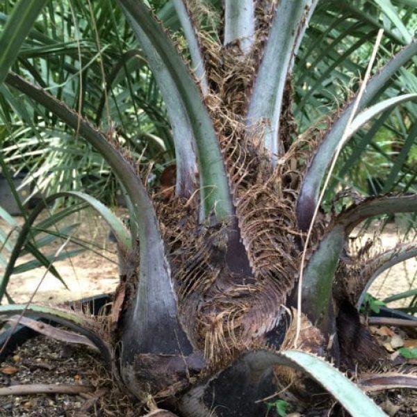 1488910050Windmill-Palm-Trachycarpus-fortuneii-detail-trunk.jpg