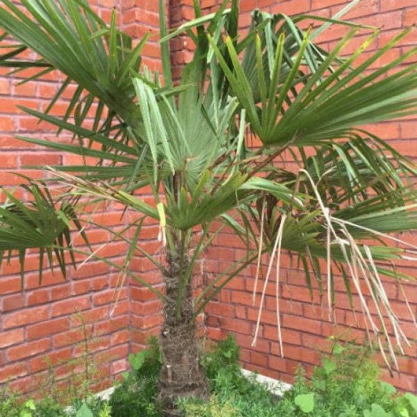 1488910054Windmill-Palm-Trachycarpus-fortunei-form-detail.jpg