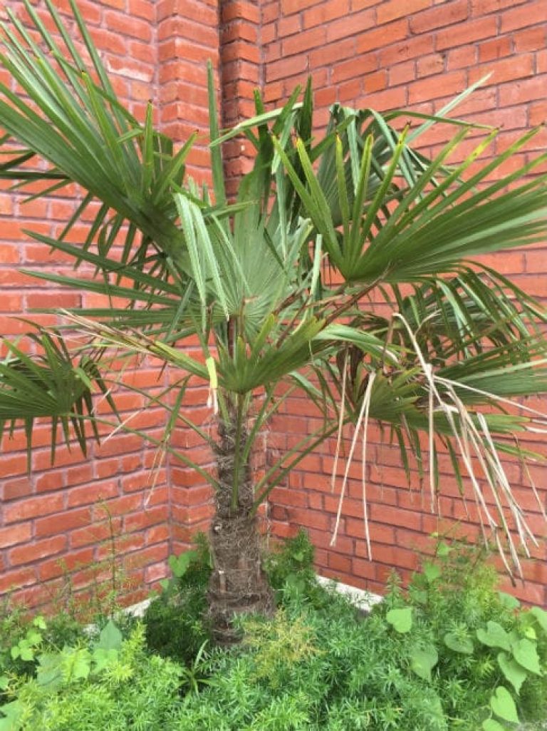 1488910054Windmill-Palm-Trachycarpus-fortunei-form-detail.jpg