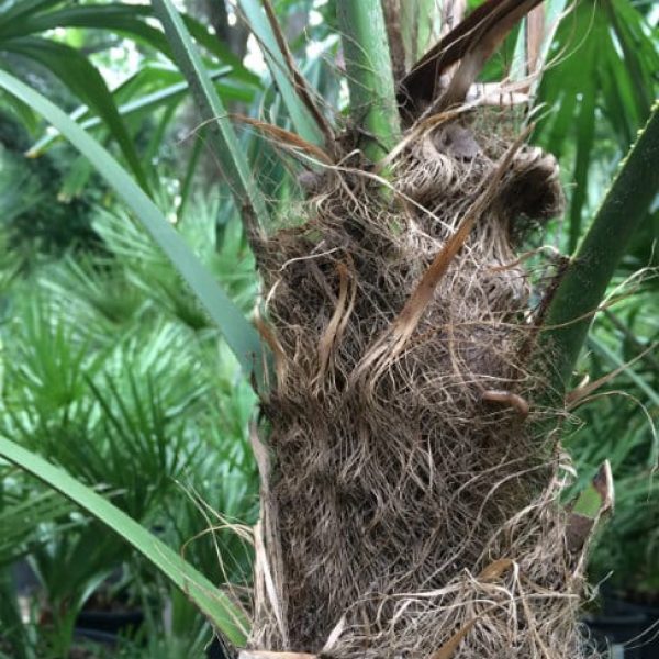 1488910060Windill-palm-Trachycarpus-fortuneii-detail-trunk-texture.jpg