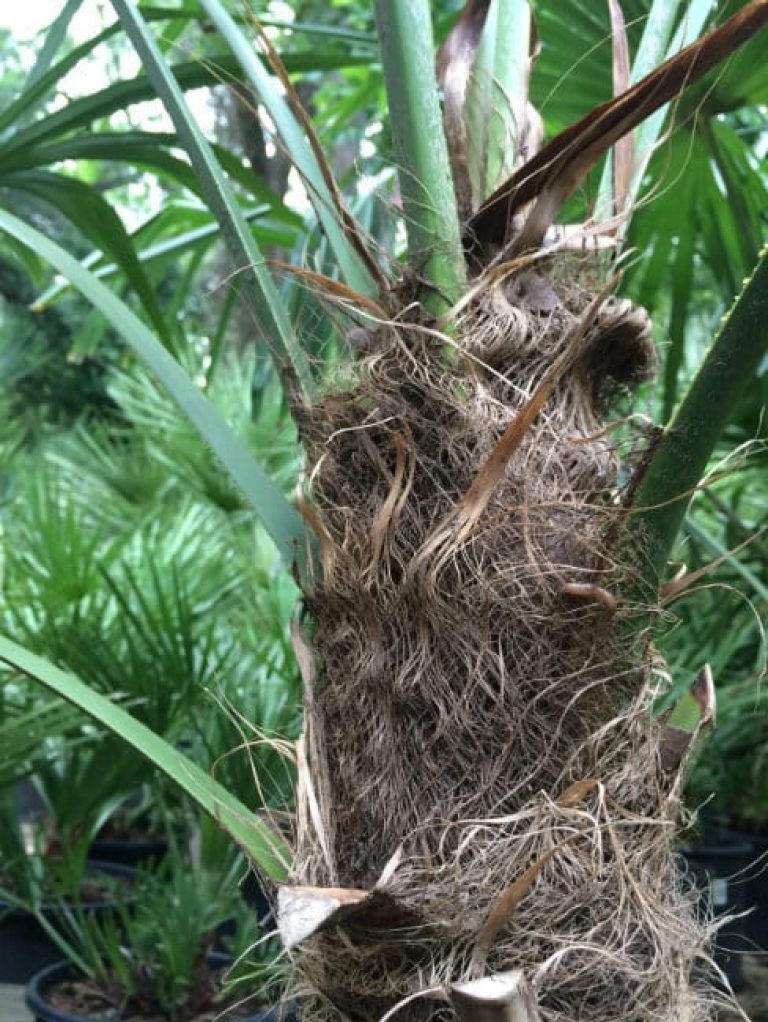 1488910060Windill-palm-Trachycarpus-fortuneii-detail-trunk-texture.jpg