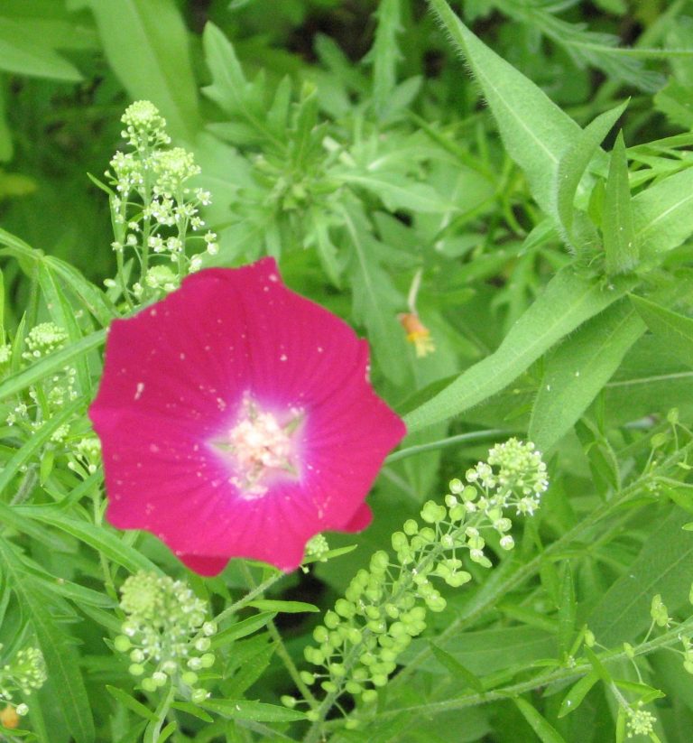 1488911383Winecups-Callirhoe-digitata-flower-detail.JPG