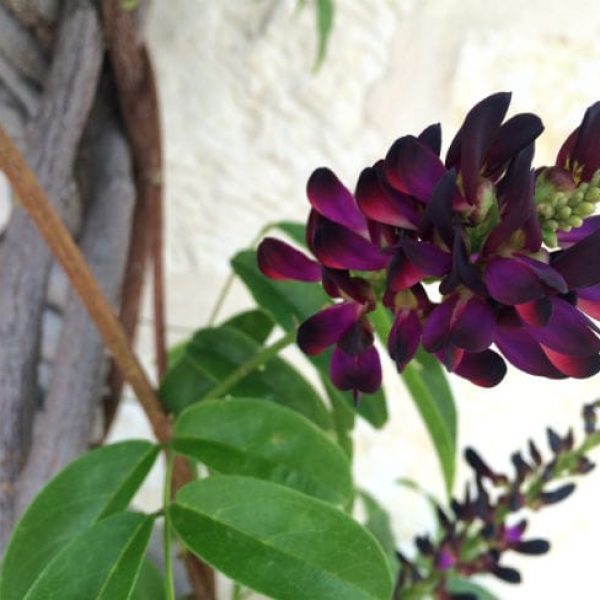 1488911789Wisteria-evergreen-Millettia-reticulata-detail-Main-Plaza-6-2016-brad-wier.jpg