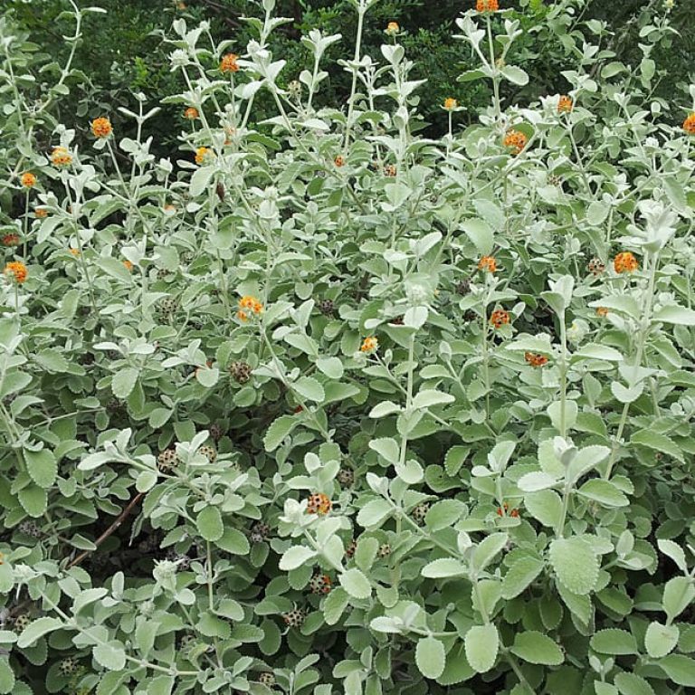 1488912246butterfly-bush-wooly-buddleja-marrubifolia-20121020-form.jpg