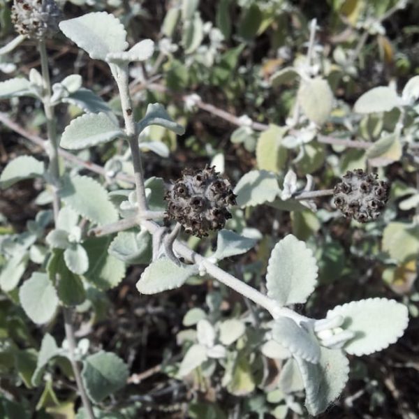 1488912252butterfly-bush-woolly-buddleja-marrubifolia-20130120-winter.jpg