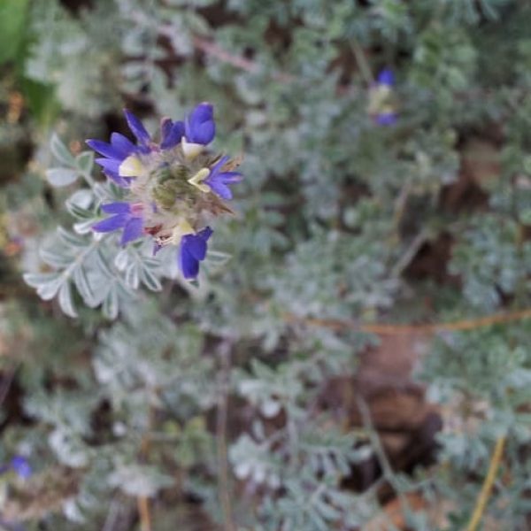 1488913045gregg-dalea-dalea-greggii-flower.jpg