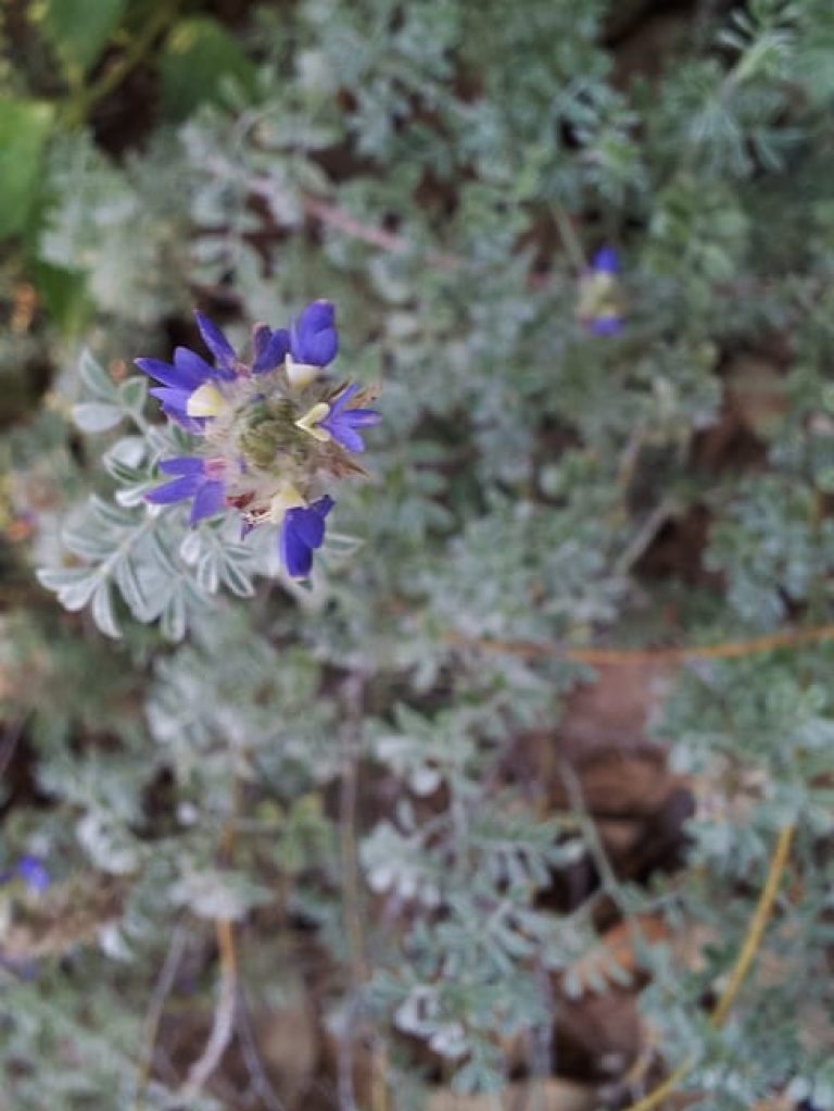 1488913045gregg-dalea-dalea-greggii-flower.jpg