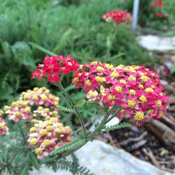 1488913278Yarrow-achillea-millefolium-detail-flower-April-2016-bmw.jpg