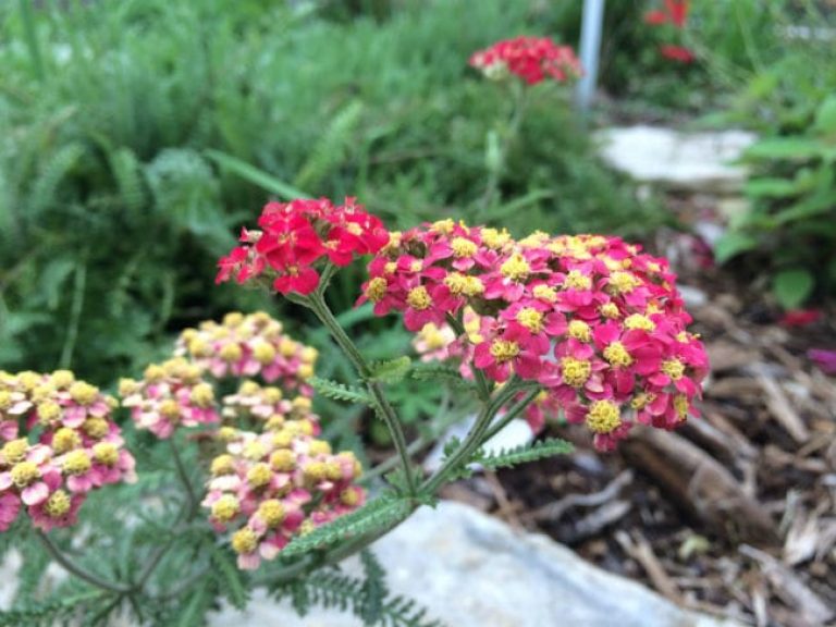 1488913278Yarrow-achillea-millefolium-detail-flower-April-2016-bmw.jpg