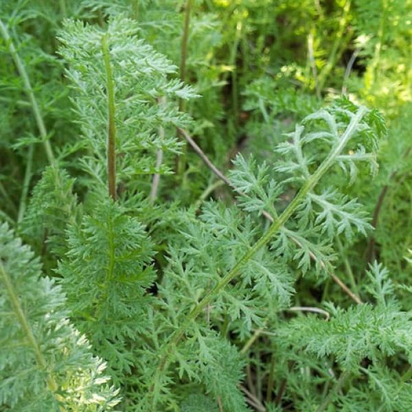 1488913285yarrow-achillea-millefolium-detail2.jpg