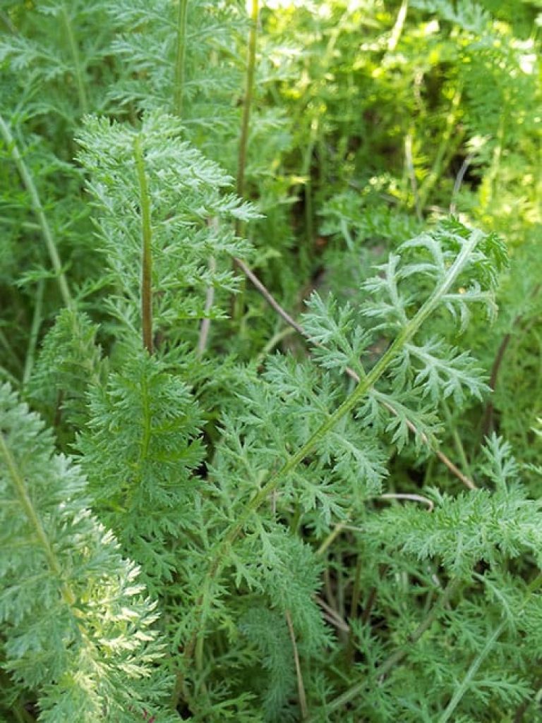 1488913285yarrow-achillea-millefolium-detail2.jpg