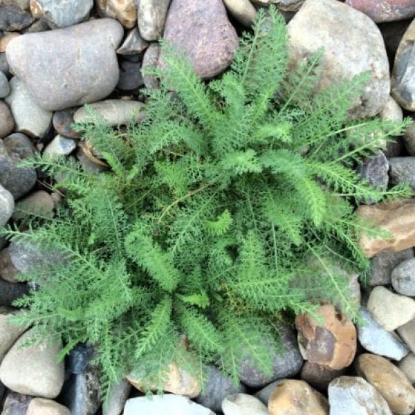 1488913290Yarrow-Achillea-millefoilium-form-May-2016-Cross-Mountain-bmw.JPG