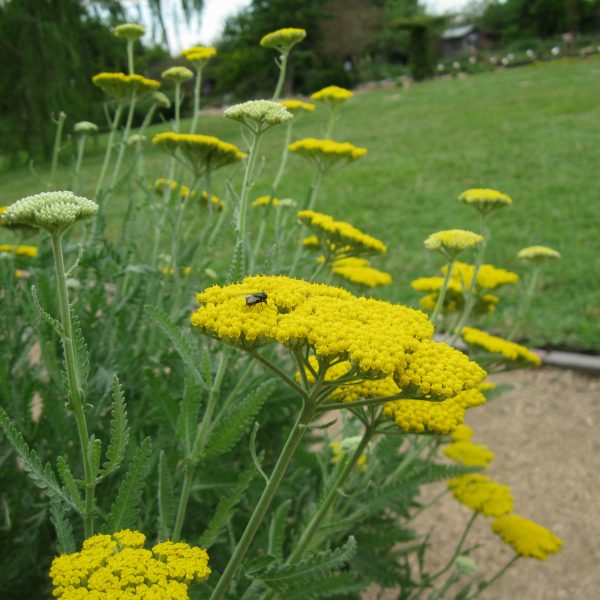 1488913383YARROW-YELLOW-with-fly.JPG