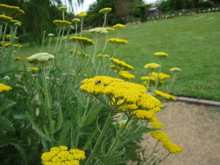 1488913383YARROW-YELLOW-with-fly.JPG