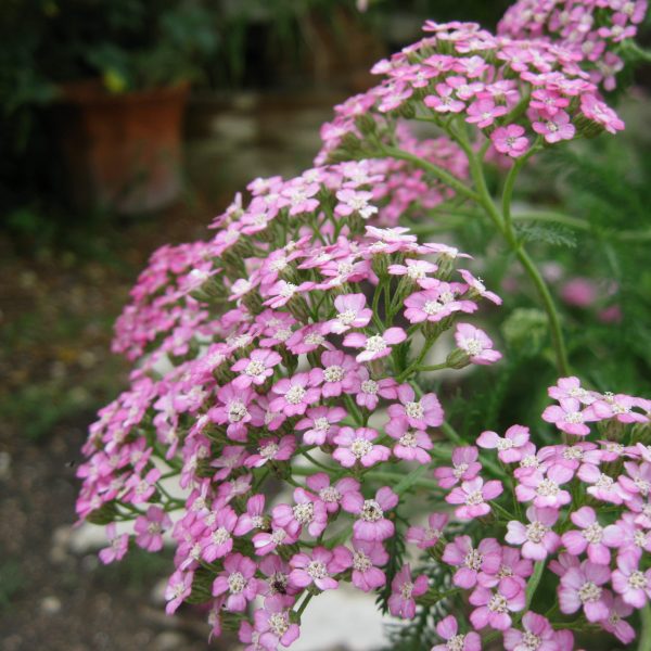 1488913399yarrow-pink.JPG