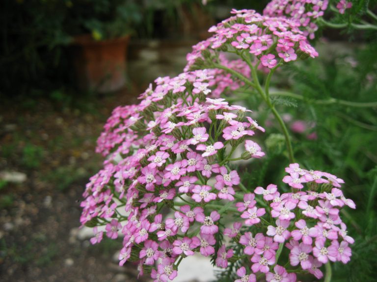 1488913399yarrow-pink.JPG