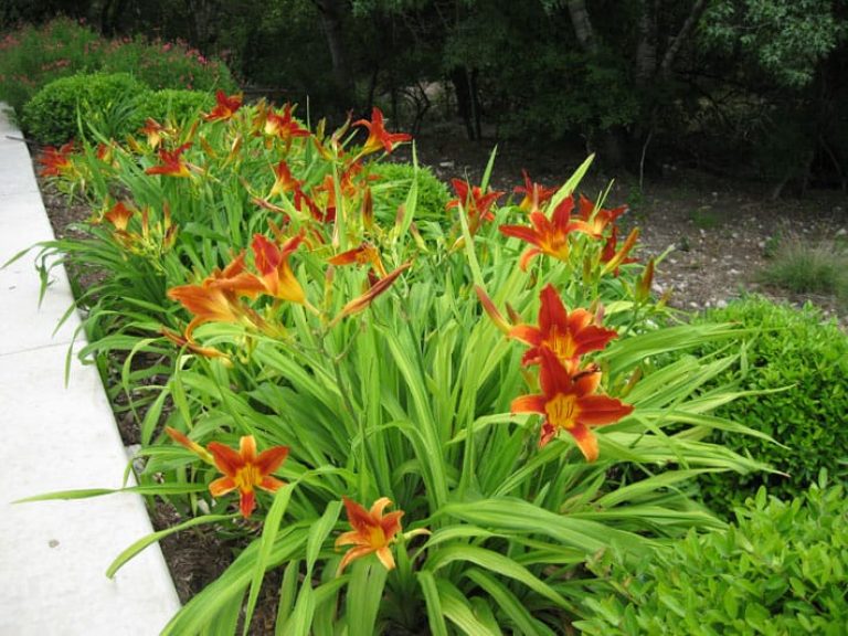 1488913422DAYLILY-BED-2.jpg