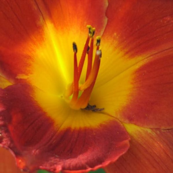 1488913433daylily-hemerocallis-sp-detail.jpg