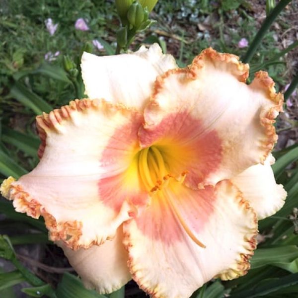 1488913438Daylily-Hemerocallis-sp-form-flower.jpg