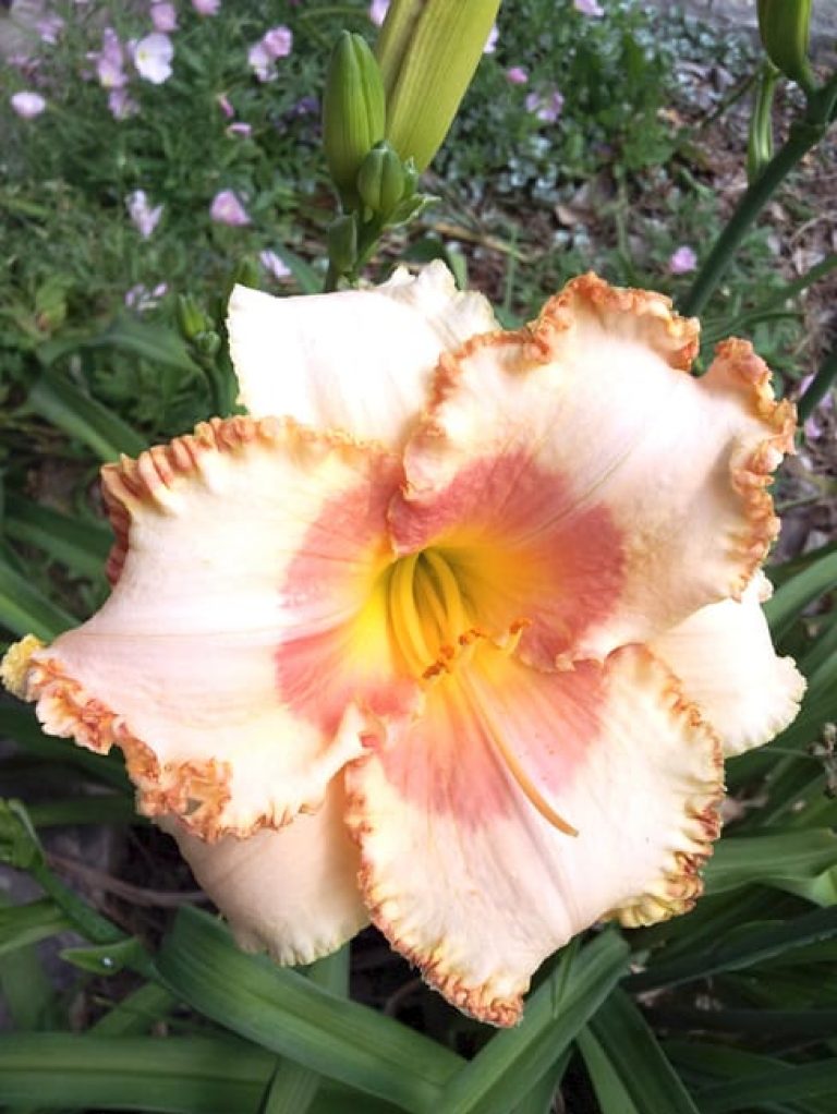 1488913438Daylily-Hemerocallis-sp-form-flower.jpg