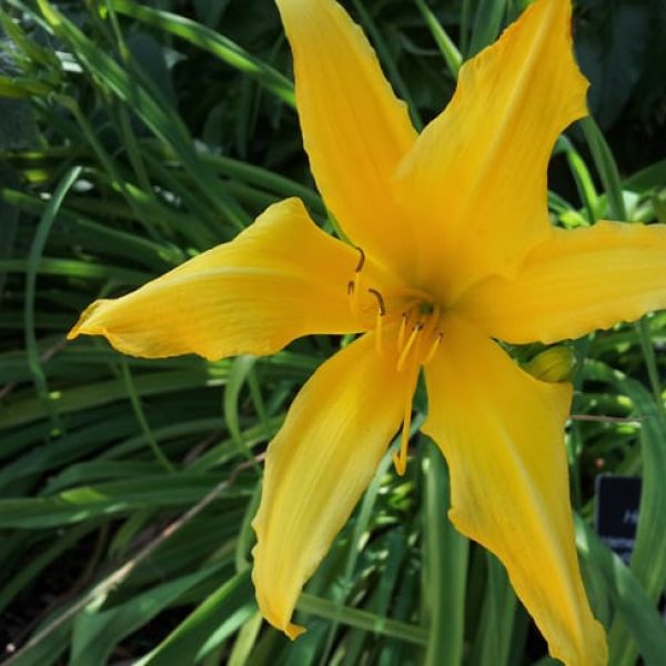 1488913443Daylily-Hemerocallis-sp-form-flower2.jpg