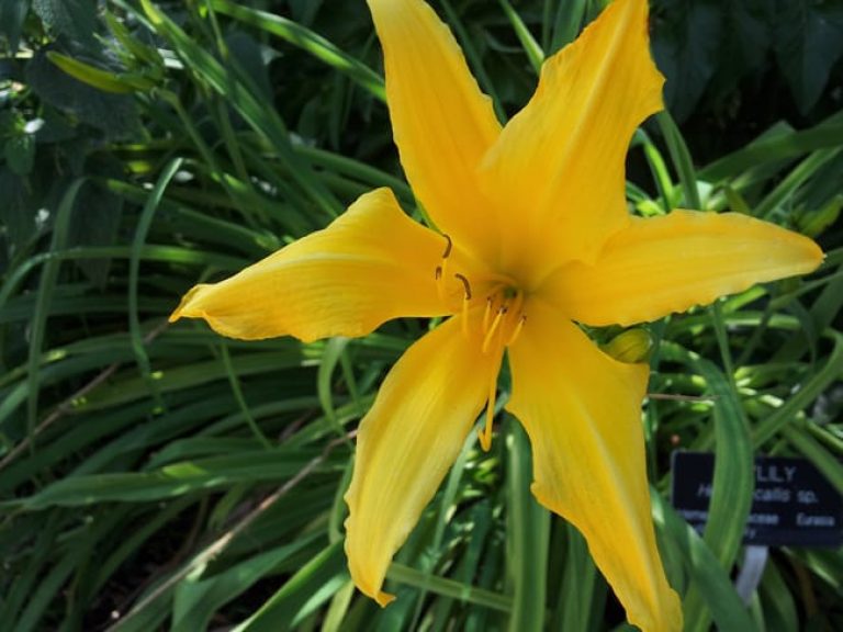 1488913443Daylily-Hemerocallis-sp-form-flower2.jpg