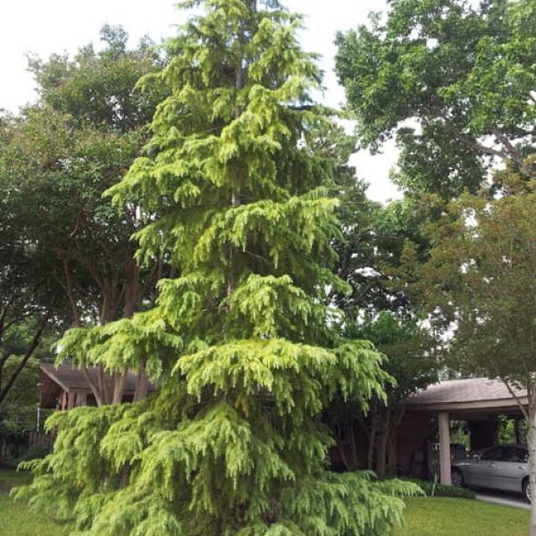 1488913608Deodar-Cedar-Cedrus-deodar-form.jpg