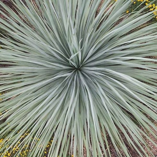 1488913884yucca-big-bend-Yucca-rostrata-detail.jpg