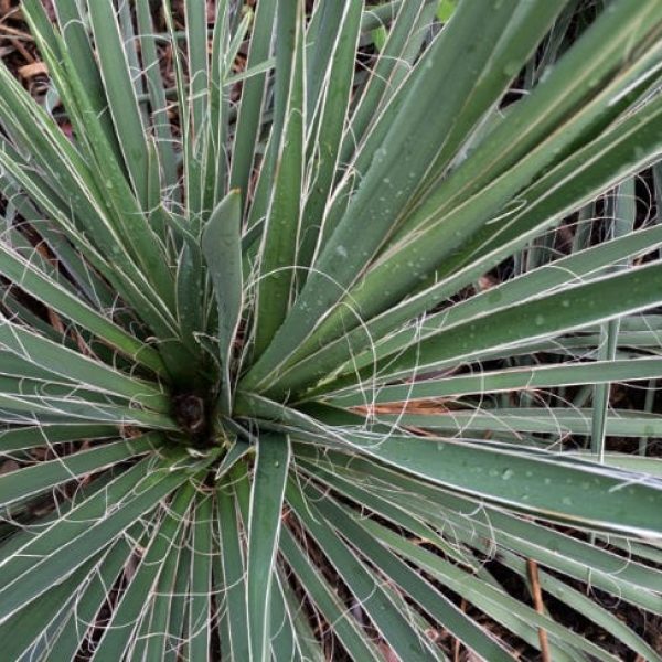 1488914187Yucca-buckleys-Yucca-constricta-detail-leaf.jpg