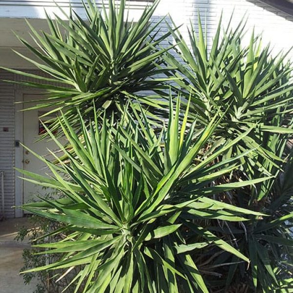 1488914433yucca-giant-cane-yucca-gigantea-form.jpg