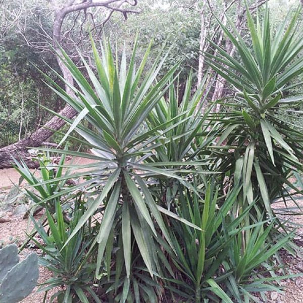 1488914585yucca-giant-yucca-gigantea-form.jpg