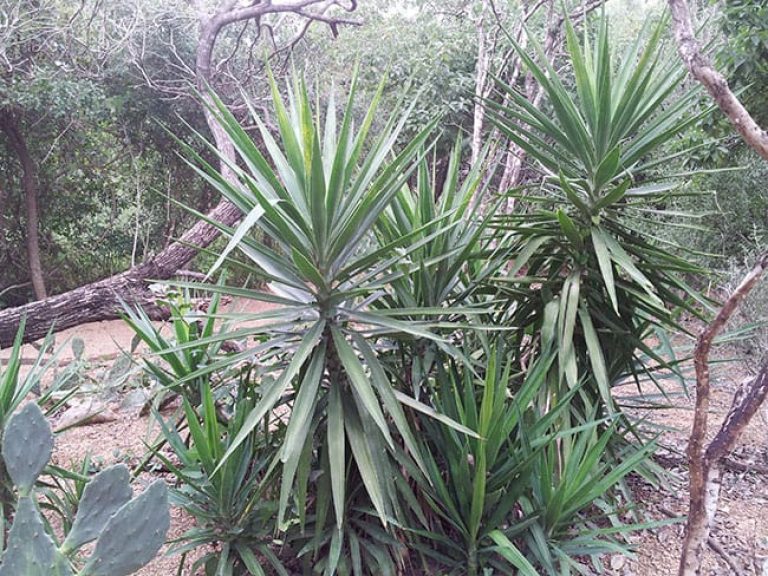 1488914585yucca-giant-yucca-gigantea-form.jpg