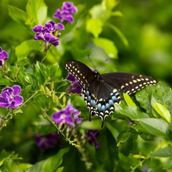 1488914627Duranta-and-Black-Swallowtail-2.jpg