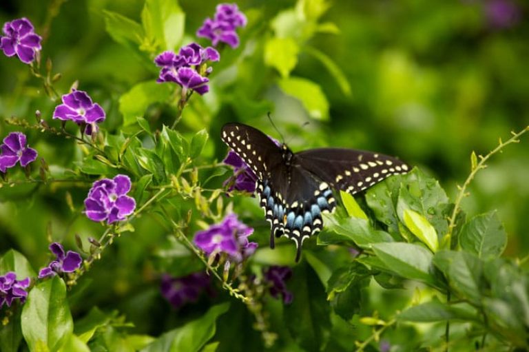 1488914627Duranta-and-Black-Swallowtail-2.jpg