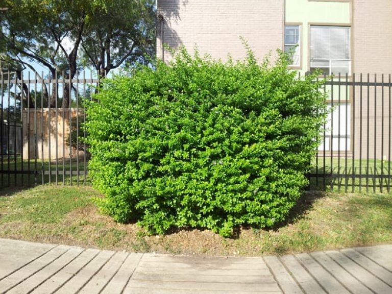 1488914636Duranta-Duranta-erecta-form-hedged.jpg