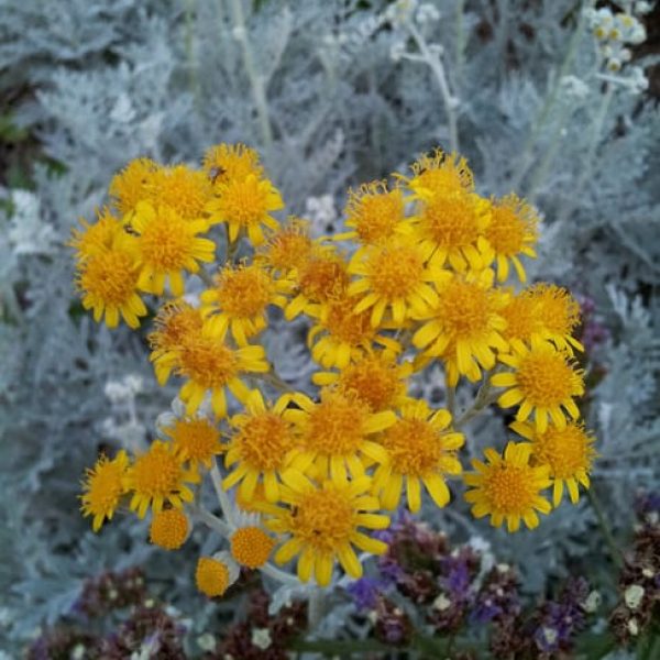 1488914798Dusty-miller-Jacobaea-maritima-detail-flower-botanical-6-2014.jpg