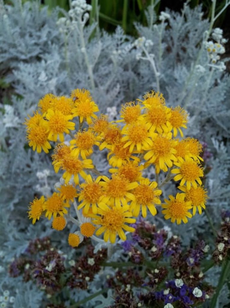 1488914798Dusty-miller-Jacobaea-maritima-detail-flower-botanical-6-2014.jpg