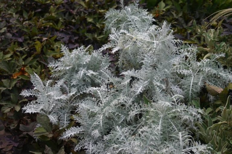 1488914802Dusty-Miller-Jacobaea-maritima-form.jpg