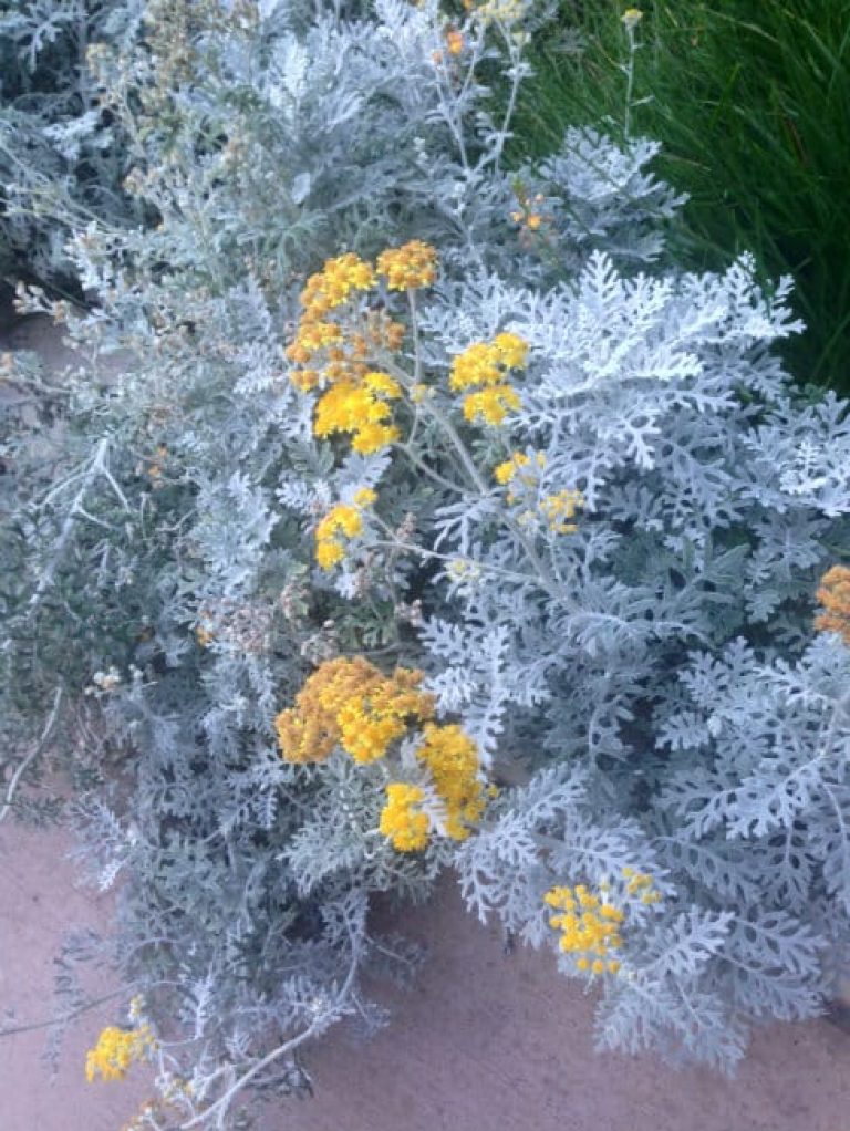 1488914807Dusty-Miller-Jacobaea-maritima-form3.jpg