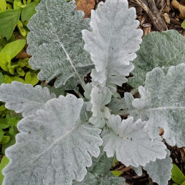 1488914813dusty-miller-jacobaena-maritima-20130127-detail-winter.jpg