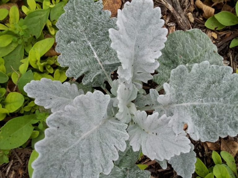 1488914813dusty-miller-jacobaena-maritima-20130127-detail-winter.jpg