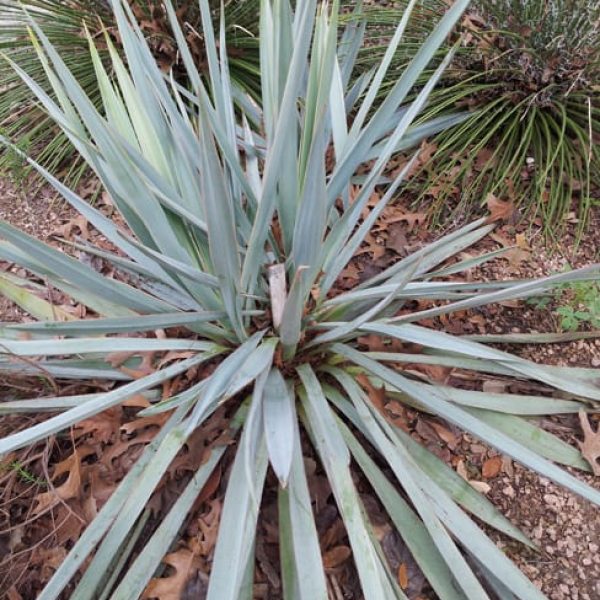 1488914990Yucca-Paleleaf-Yucca-pallida-detail-botanical.jpg