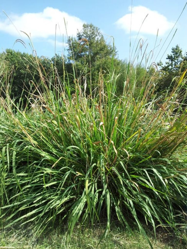 1488915254eastern-gamagrass-tripsacum-dactyloides-form.jpg