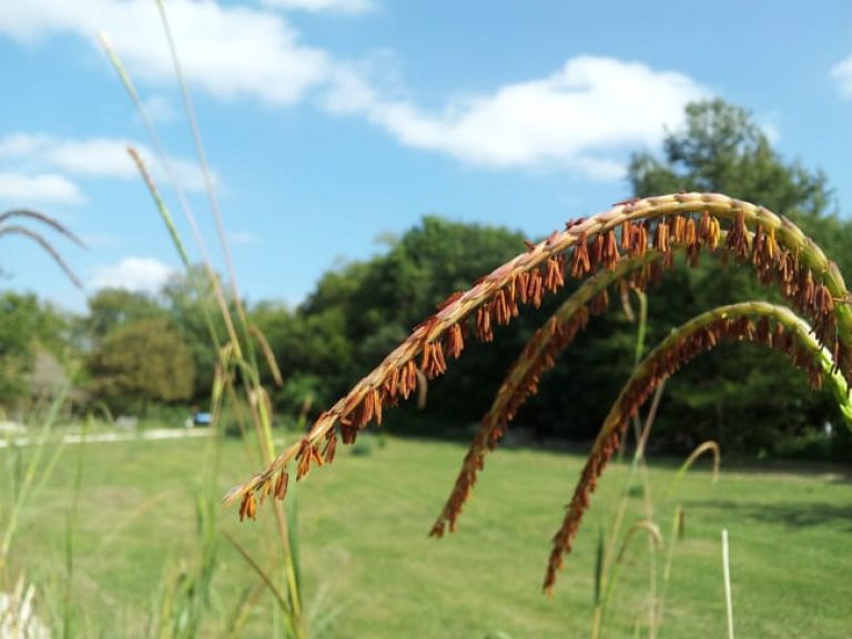 1488915257eastern-gamagrass-Tripsacum-dactyloides-detail.jpg